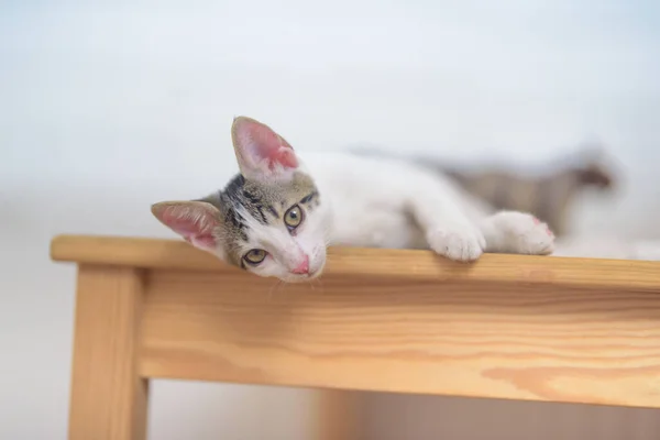 Eine Nahaufnahme Einer Entzückenden Kleinen Hauskatze Die Auf Einem Tisch — Stockfoto