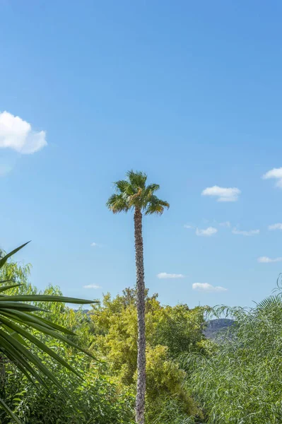 Bitkiler Arasında Uzun Bir Palmiye Ağacının Dikey Görüntüsü — Stok fotoğraf