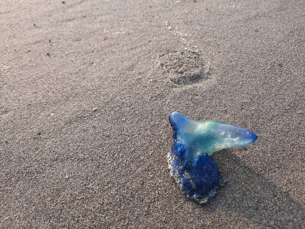 Uma Medusa Azul Transparente Praia Areia Com Espaço Cópia — Fotografia de Stock