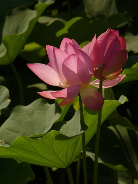 Gros Plan Beau Lotus Rose Entouré Feuilles — Photo