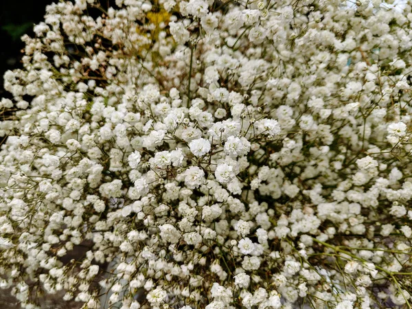 Detailní Záběr Bílé Gypsophila Květiny Rozmazaném Pozadí — Stock fotografie