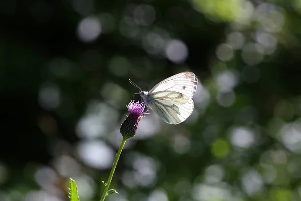 一只美丽的黑脉白蝴蝶坐在花园里的花朵上 这是一张精选的焦点照片 — 图库照片