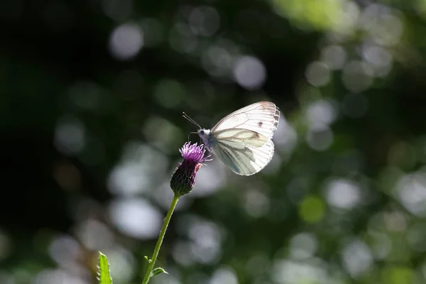 Enfoque Selectivo Una Hermosa Mariposa Blanca Venas Negras Sentada Una — Foto de Stock