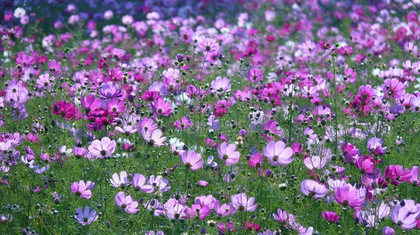 Een Close Shot Van Mooie Roze Kosmos Bloemen Groeien Een — Stockfoto