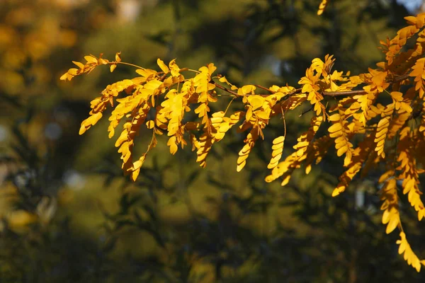 Primer Plano Hojas Amarillas Otoño Decoloradas Una Rama Árbol — Foto de Stock