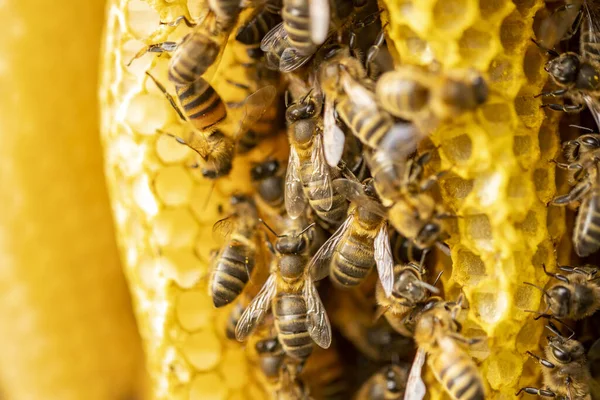 Gros Plan Une Ruche Apis Mellifera Carnica Sauvage Abeilles Mellifères — Photo