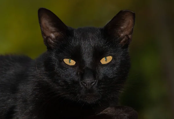 Retrato Gato Negro Con Ojos Amarillos Campo Con Fondo Borroso — Foto de Stock