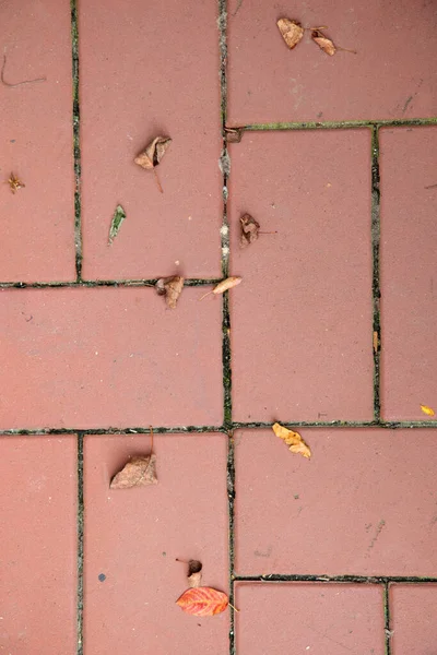 바닥이 낙엽으로 뒤덮여 — 스톡 사진