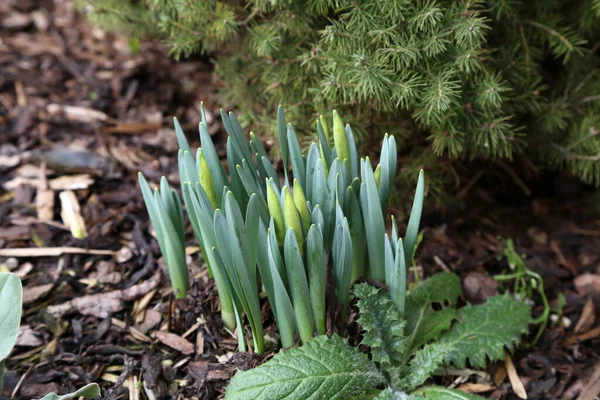 Een Close Van Eerste Scheuten Narcissen Tuin Thuis — Stockfoto