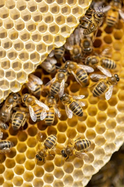 Detalhe Indivíduo Selvagem Apis Mellifera Carnica Western Honey Bees Uma — Fotografia de Stock