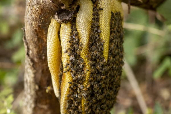 一种野蜂属的菌落 产于有蜂窝层的枝条上 或西方蜜蜂属 — 图库照片