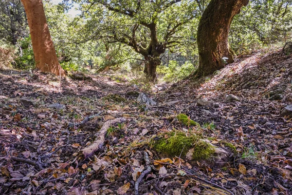 Stockfoto Van Een Opgedroogde Deken Van Bladeren Onder Enkele Kurkeiken — Stockfoto