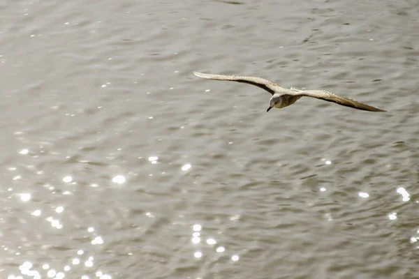 Ave Marina Volando Sobre Brillantes Aguas Marinas — Foto de Stock