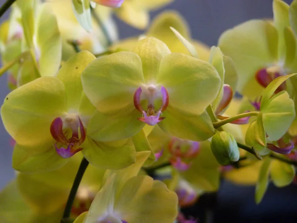 Closeup Shot Beautiful Phalaenopsis Orchids Blurred Background — Stock Photo, Image