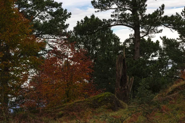 Sonbaharda Ormandaki Güzel Renkli Ağaçlar Duvar Kağıtları Için Harikadır — Stok fotoğraf