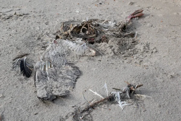 ドイツのボルクムの砂浜で死んだ鳥 — ストック写真