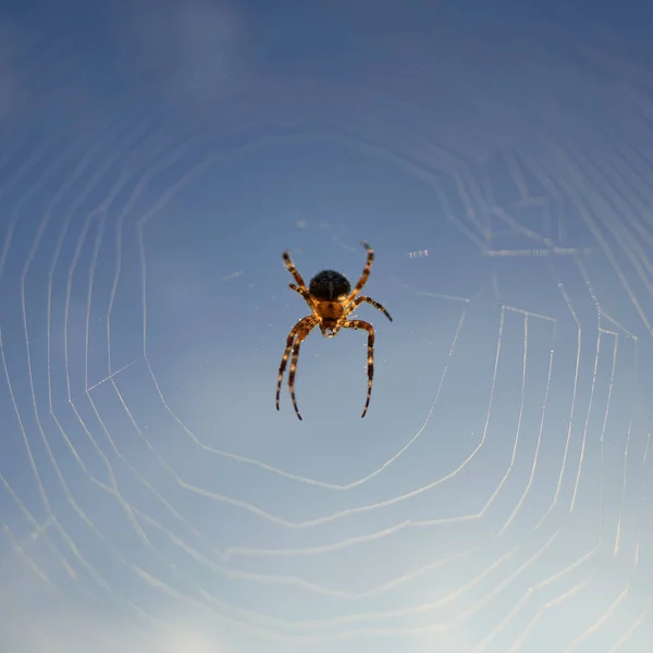 Een Close Shot Van Kruisspin Zijn Web Tegen Blauwe Lucht — Stockfoto