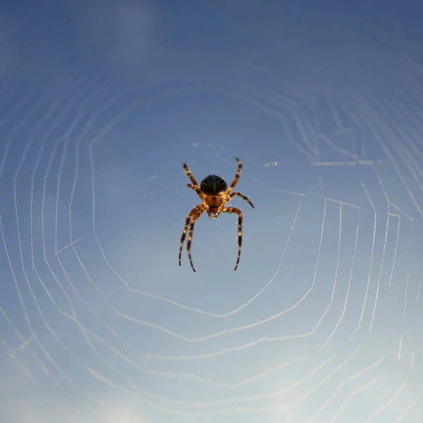 Tiro Perto Uma Aranha Cruzada Sua Teia Contra Céu Azul — Fotografia de Stock