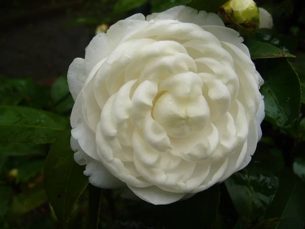 Gros Plan Camélia Blanc Rose — Photo