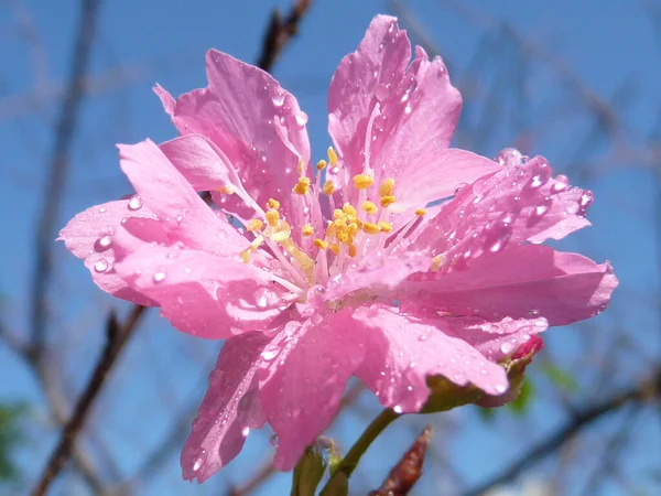 太陽の下で美しい桜の選択的なフォーカスショット — ストック写真