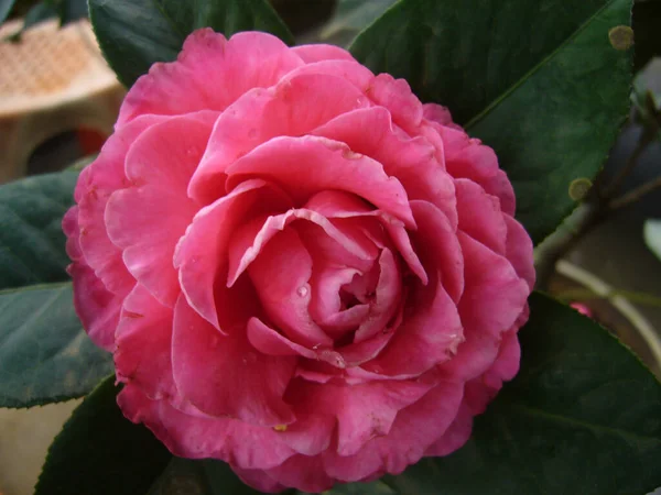 Een Close Shot Van Roze Camellia Roos — Stockfoto