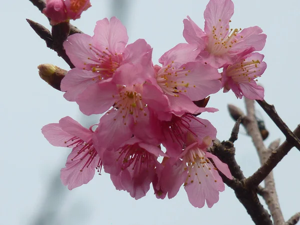 Eine Faszinierende Aufnahme Schöner Kirschblüten Auf Verschwommenem Hintergrund — Stockfoto
