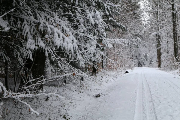Una Vista Camino Con Ramas Árboles Bosque Invierno — Foto de Stock