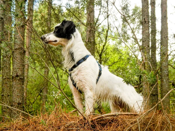 Захватывающий Вид Очаровательную Собаку Горах — стоковое фото