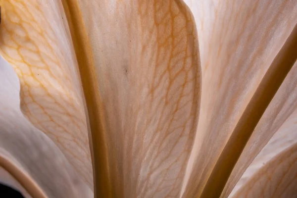 オレンジ色のユリの花のマクロショット — ストック写真