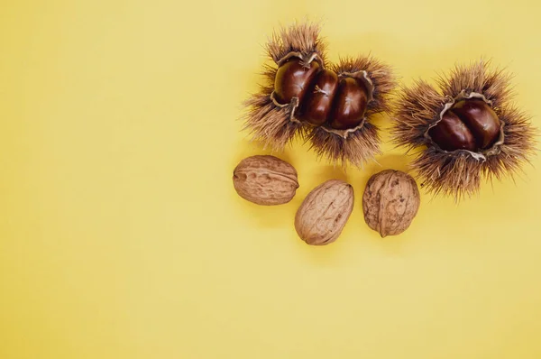 Closeup Shot Sweet Chestnut Shell Nuts Yellow Background — Stock Photo, Image