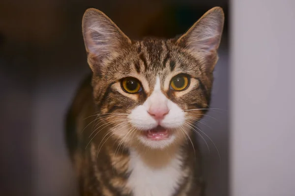 Närbild Skott Söt Katt — Stockfoto