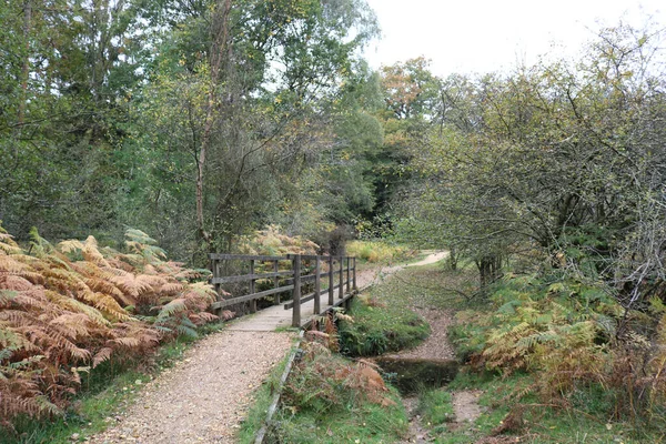 Schöne Aufnahme Einer Waldlandschaft Mit Bäumen — Stockfoto