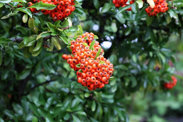 明るいオレンジ色の熟した果実を持つピラカンサの枝のクローズアップショット — ストック写真