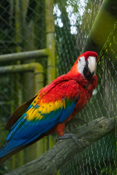 Vertikální Záběr Šarlatového Papouška Zoo — Stock fotografie