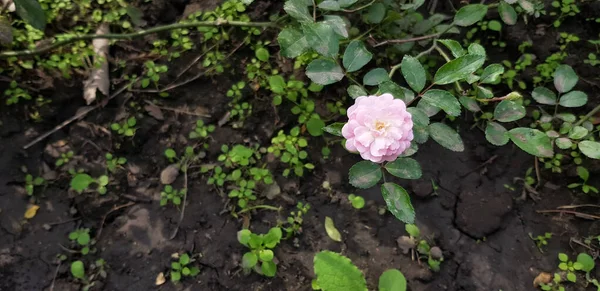 Egy Nagy Szög Lövés Kanadai Rózsaszín Rózsa Között Növényzet — Stock Fotó