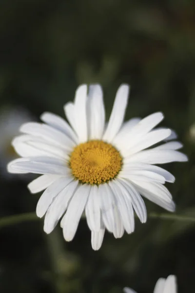 Vertikal Närbild Skott Tusensköna Blomma Trädgård — Stockfoto