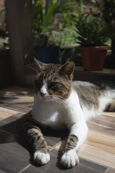 แมวในบ านส ขาวและส าตาลในสวน — ภาพถ่ายสต็อก