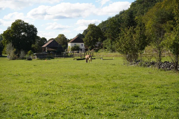 Kůň Pasoucí Krásné Pastvině — Stock fotografie