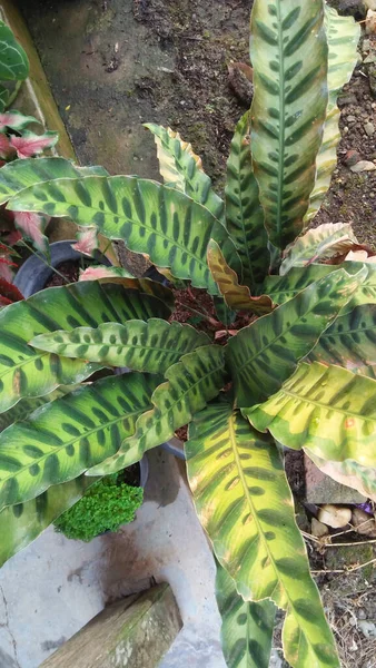 Tiro Ângulo Alto Uma Planta Que Cresce Jardim — Fotografia de Stock