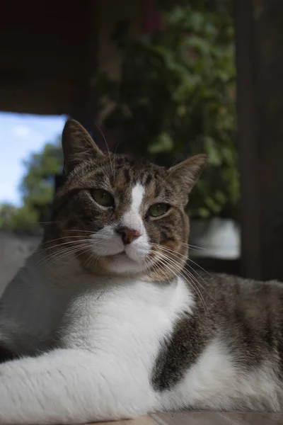 Eine Ernsthafte Weiße Und Braune Hauskatze Garten — Stockfoto