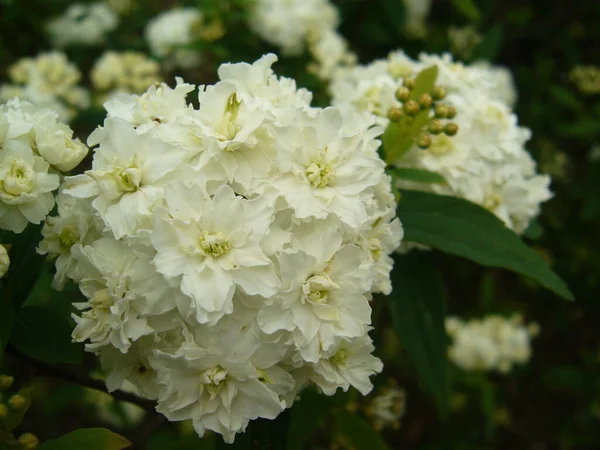 Μια Κοντινή Φωτογραφία Λευκά Λουλούδια Από Μούρα Στον Κήπο — Φωτογραφία Αρχείου