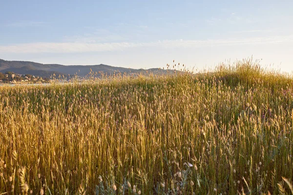 Campo Trigo Día Soleado — Foto de Stock