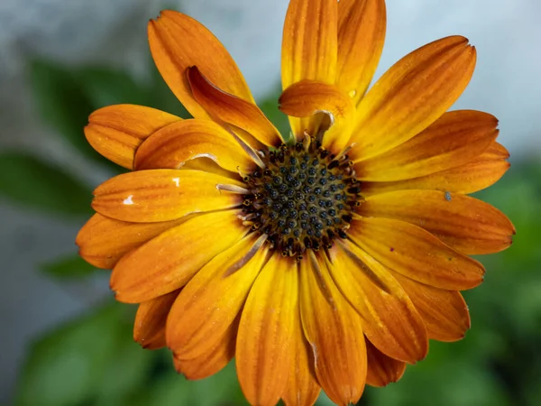 Tiro Enfoque Selectivo Hermosa Flor Caléndula Naranja — Foto de Stock