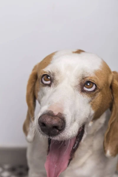 Lindo Perro Blanco Marrón Esperando Una Golosina Con Boca Abierta — Foto de Stock