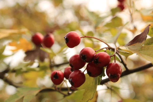 Eine Selektive Fokusaufnahme Von Frischem Weißdornstrauch Mit Beeren Garten — Stockfoto