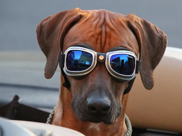 Собака Очками Кабриолете — стоковое фото