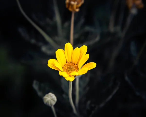 Primo Piano Fiore Margherita Giallo Sfondo Scuro — Foto Stock