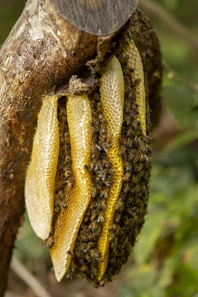 Bienenvolk Der Wilden Apis Mellifera Carnica Oder Westlichen Honigbienen Auf — Stockfoto