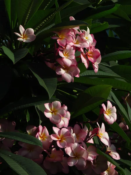 Gros Plan Frangipani — Photo