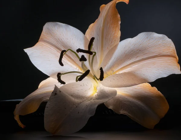 Closeup Shot Orange Lily Flower Dark Background — Stock Photo, Image